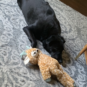 Fundraising Page: Melissa  Black 